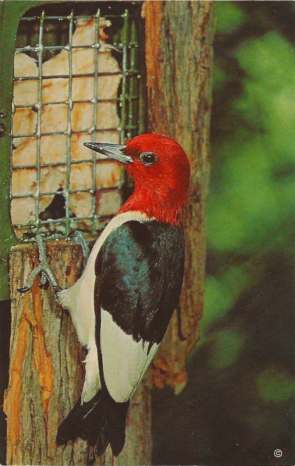 A Woodpecker named Walter! | Postcard History