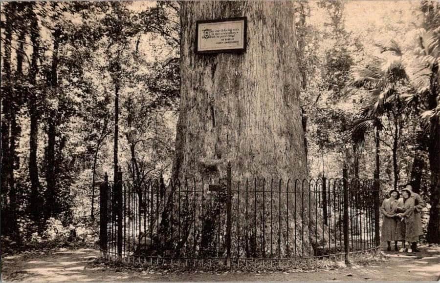 Famous Trees